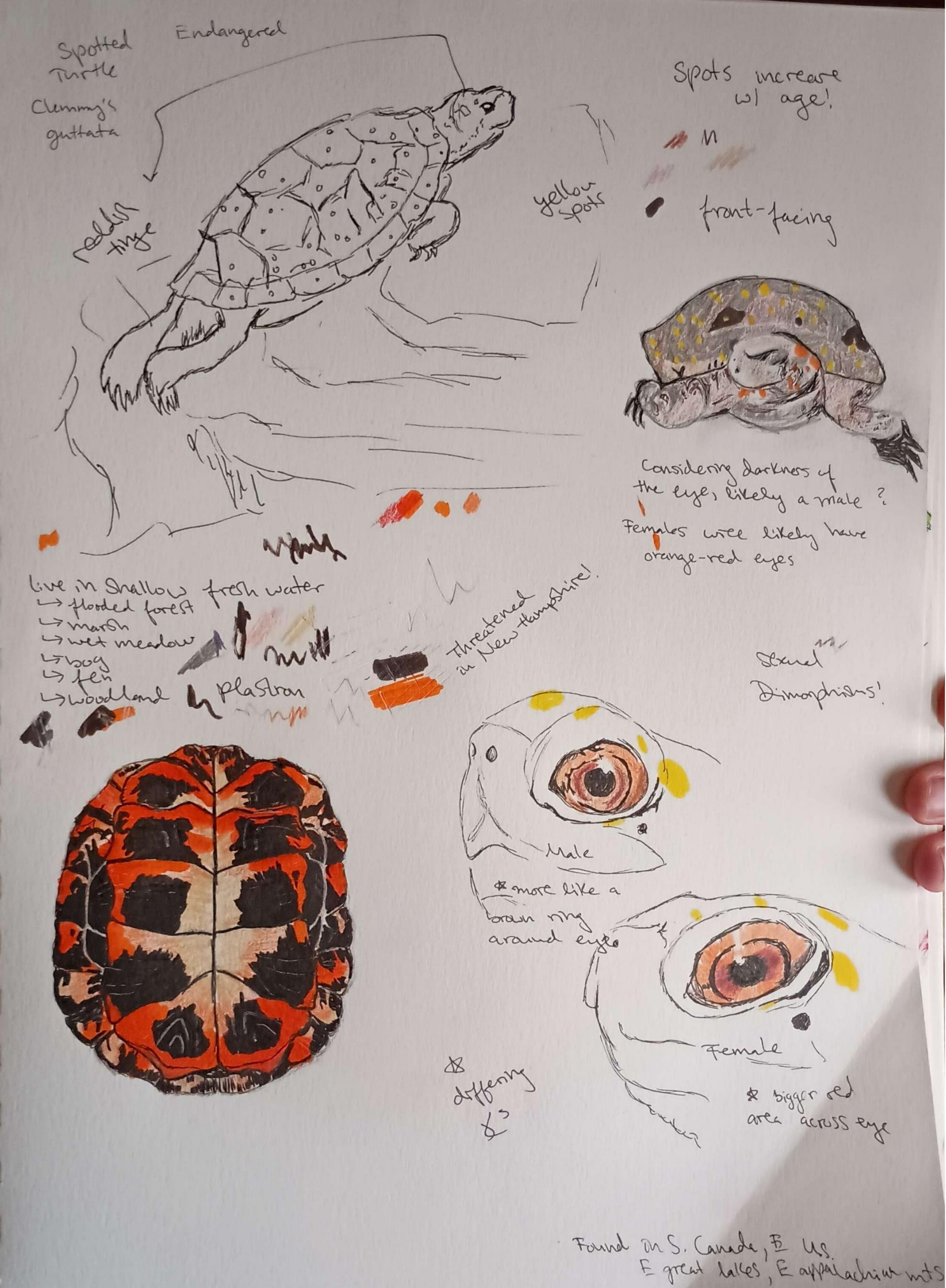 Spotted Turtle Study-Pen, Colored Pencil, and Watercolor Pen